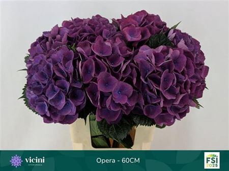 <h4>Hydr M Roy Opera 60 Cm</h4>