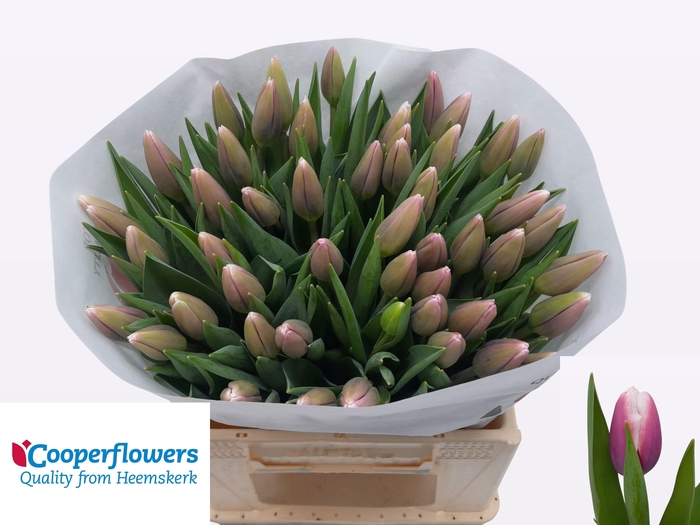 <h4>TU EN OUTLOOK</h4>