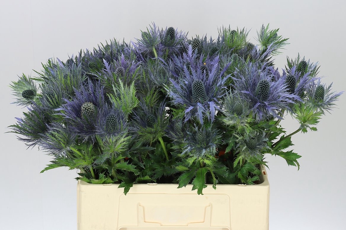 <h4>Eryngium Alpinum</h4>