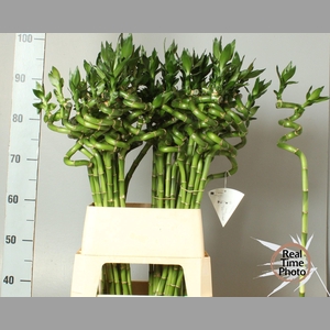 DRAC LUCKY BAMBOO