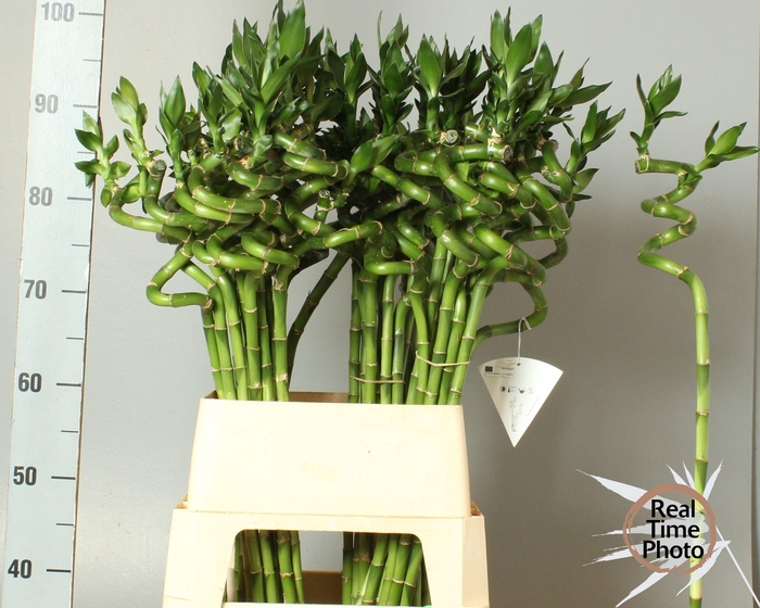 <h4>DRAC LUCKY BAMBOO</h4>