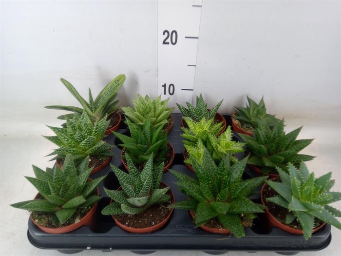 <h4>Aloe   ...mix</h4>