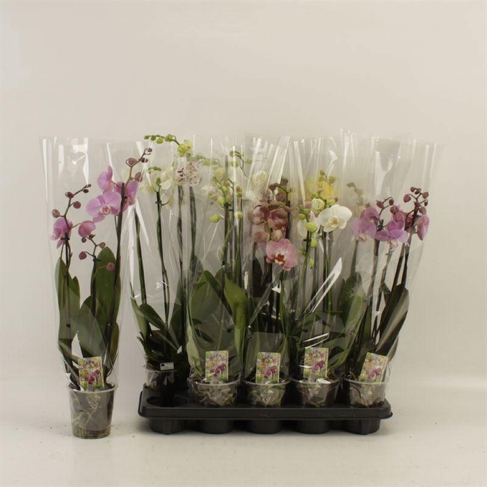 <h4>PHAL GEM</h4>