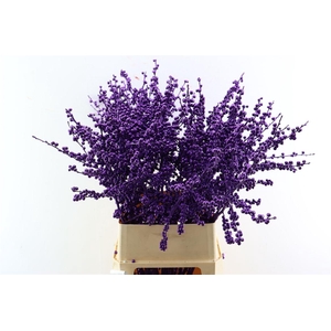 Ilex Klbh Aubergine Stem