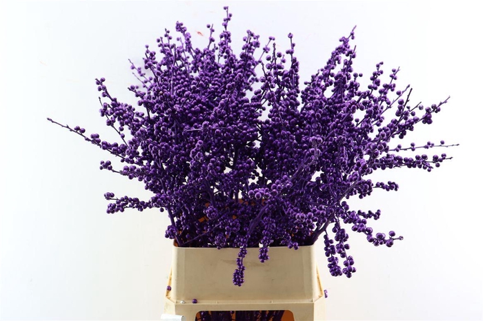 Ilex Klbh Aubergine Stem