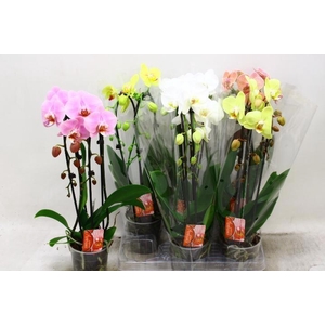 PHAL EL CASCADE
