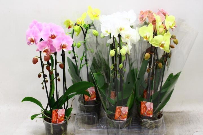 <h4>PHAL EL CASCADE</h4>
