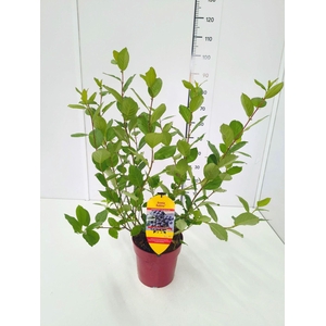 Aronia melanocarpa
