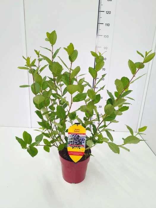 <h4>Aronia melanocarpa</h4>