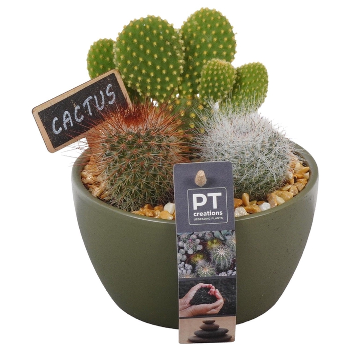 <h4>Arr.  Cactus L%</h4>