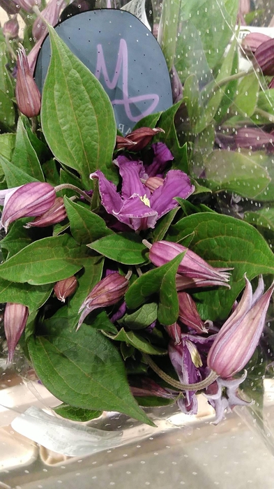 CLEM DI BL PIROUETTE