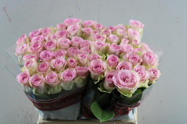 <h4>R Gr Lovely Jewel L 40</h4>