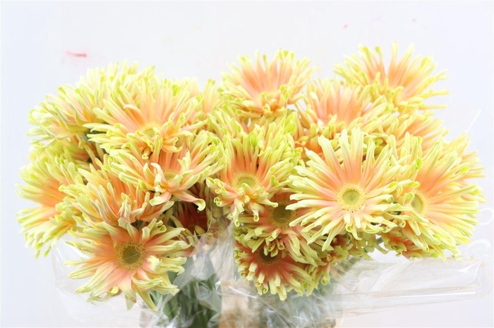 <h4>Ge Kv Pasta Nabi</h4>