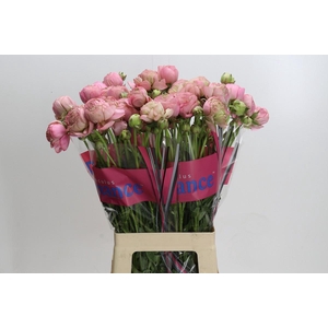 Ranunculus Roamnce Supreme Pink