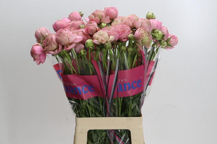 <h4>Ranunculus Roamnce Supreme Pink</h4>