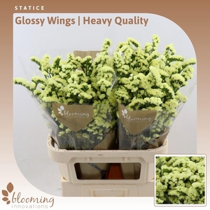 Statice Glossy Wings