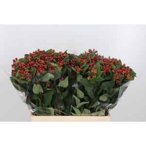 Hypericum Androsaemum