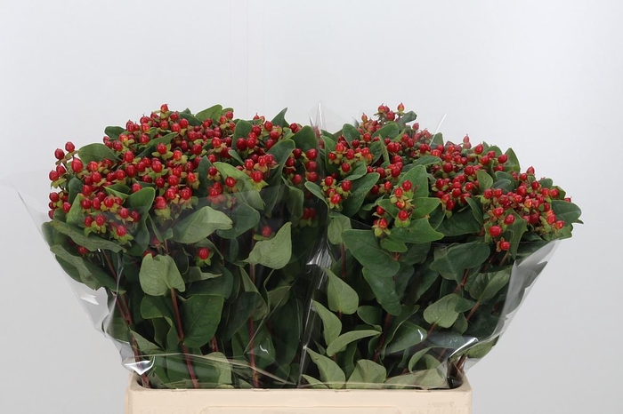 <h4>Hypericum Androsaemum</h4>