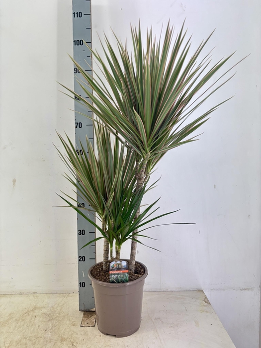 <h4>DRA MARG BICOLOR</h4>