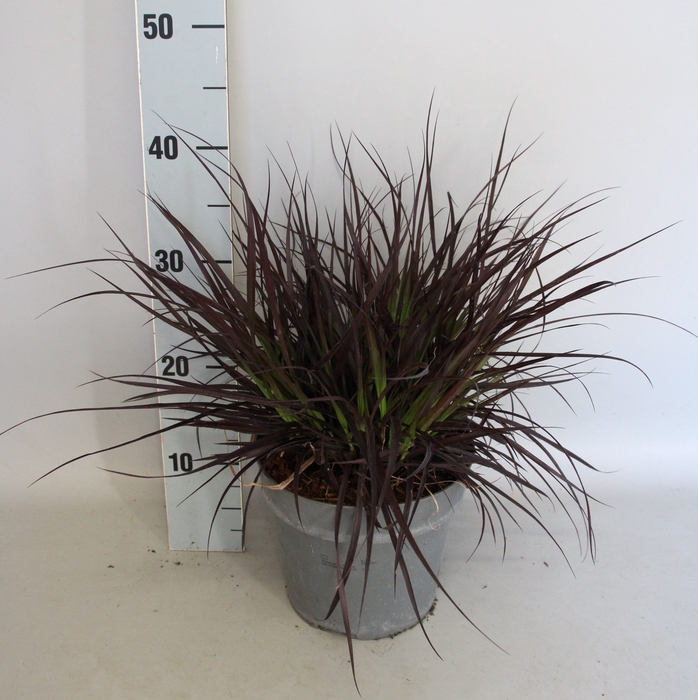 <h4>vaste planten 19 cm  Pennisetum x advena Chelsea</h4>