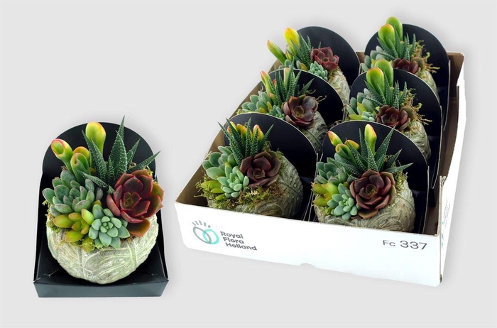 <h4>Arr. Succulents L%</h4>