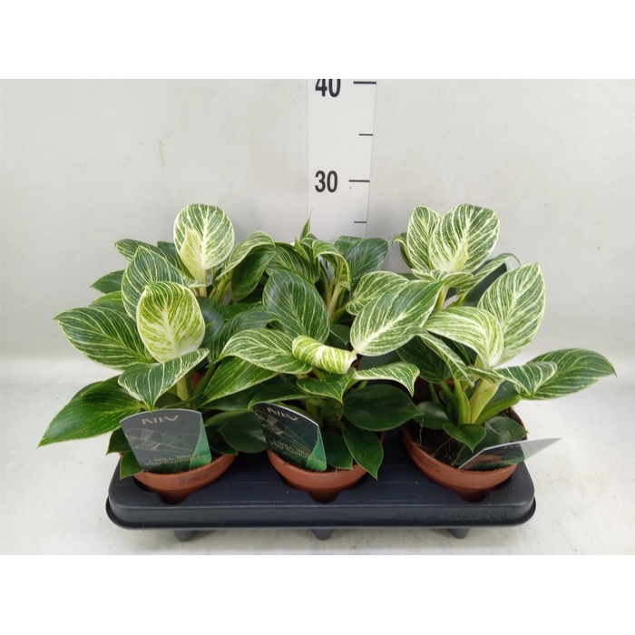 <h4>Philodendron   ...</h4>