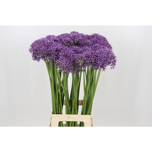 Allium Violet Beauty