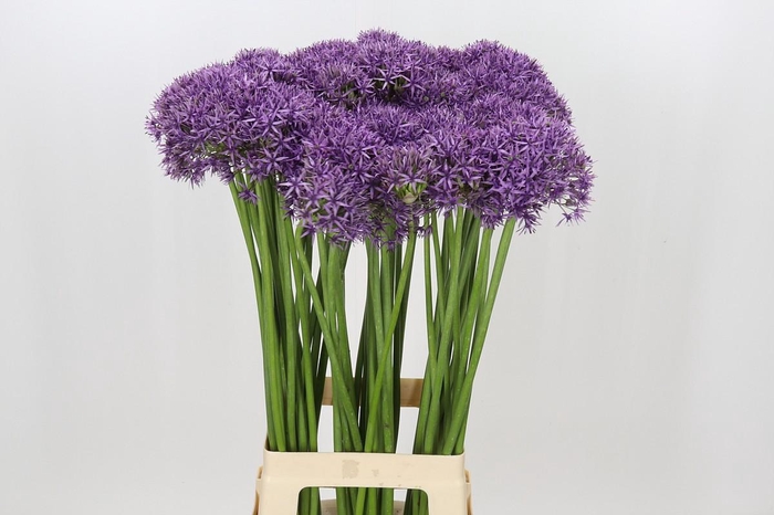 <h4>Allium Violet Beauty</h4>