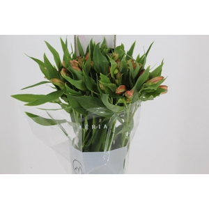 ALSTROEMERIA CANYON 080 CM