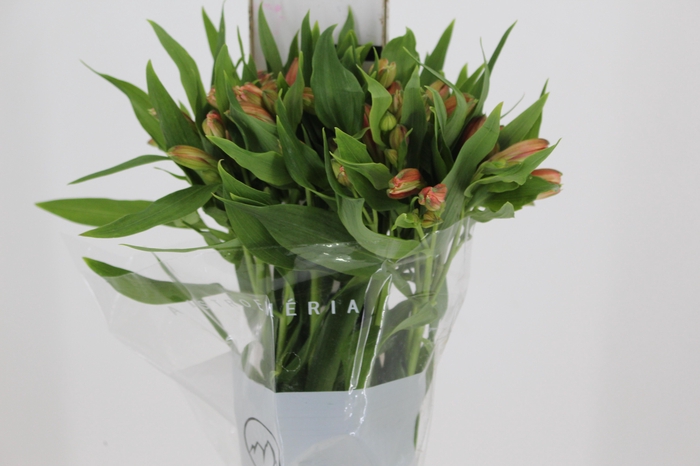 <h4>ALSTROEMERIA CANYON 080 CM</h4>