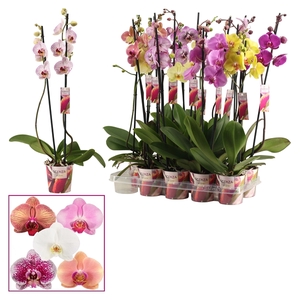 Phalaenopsis 2 tak 15+ mix lang (Scenza)