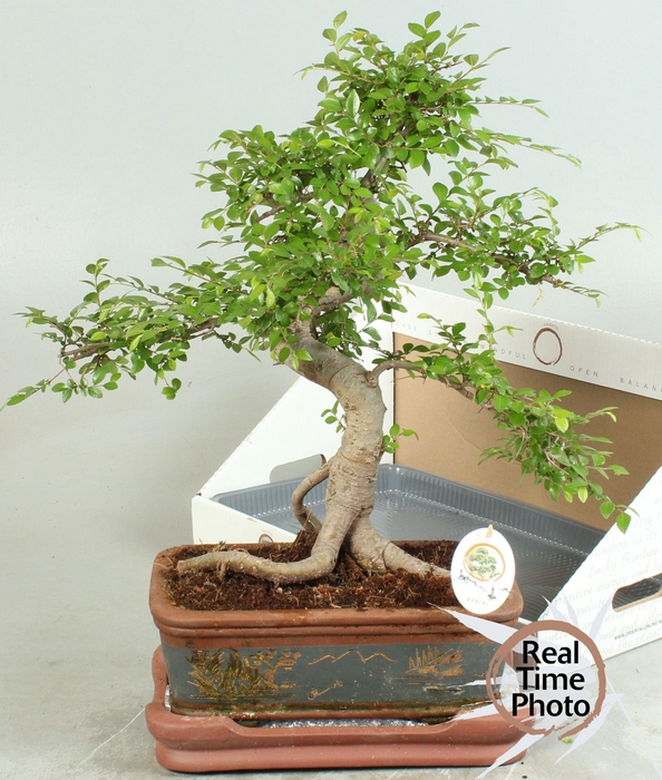 <h4>BONSAI GEM</h4>