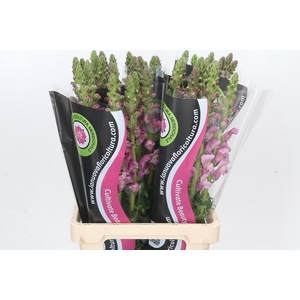 Antirrhinum Potomac Lavender