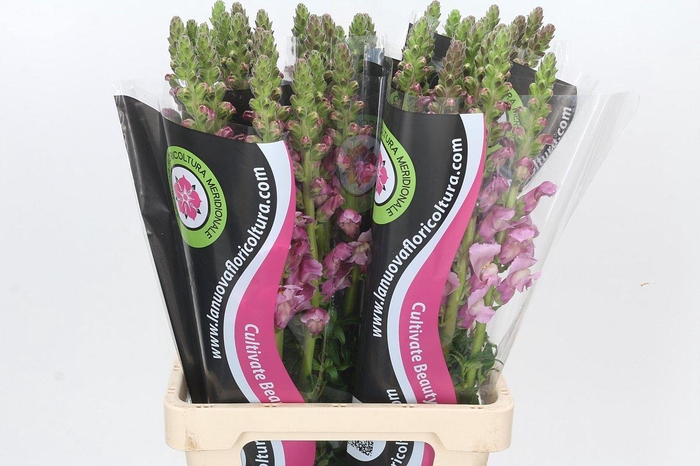 <h4>Antirrhinum Potomac Lavender</h4>