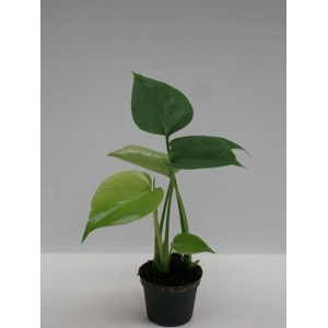 MONSTERA DELICIOSA P6