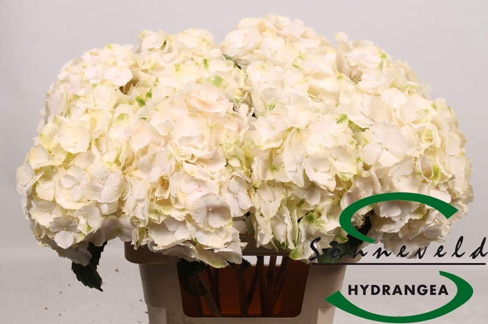 <h4>HYDR M CH SW VERENA</h4>