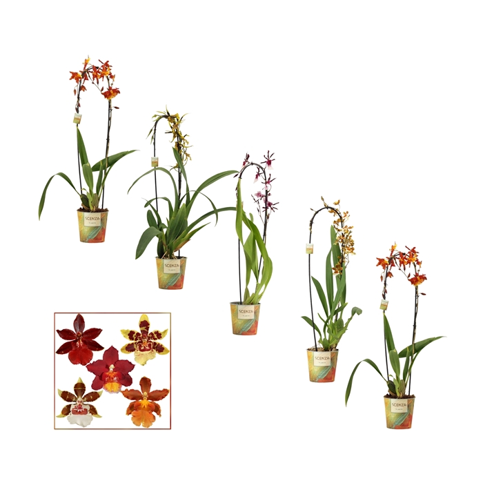 <h4>Cambria cascade 1 tak mix</h4>
