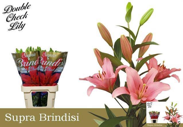 <h4>LI LA BRINDISI</h4>