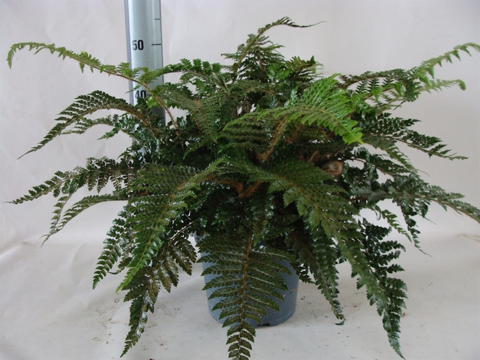 <h4>Asplenium   ...</h4>