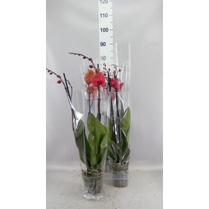 Phalaenopsis  'Asian Coral'