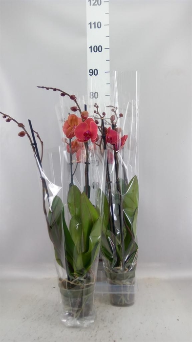 <h4>Phalaenopsis  'Asian Coral'</h4>