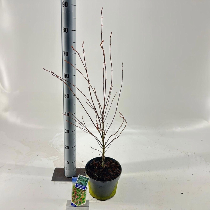 <h4>Acer palmatum Butterfly</h4>