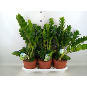 Zamioculcas zamiifolia 'Midori'