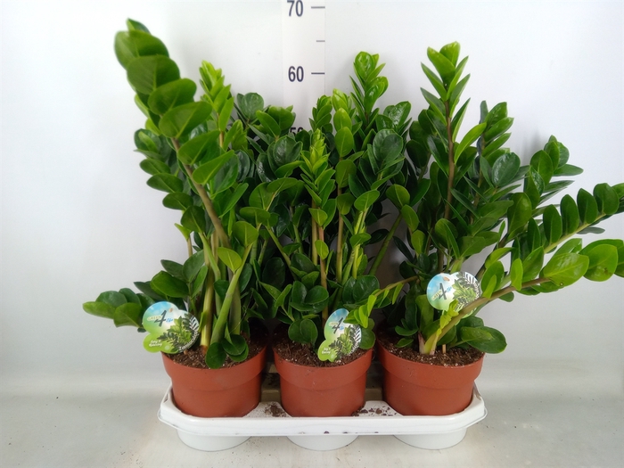 <h4>Zamioculcas zamiifolia 'Midori'</h4>