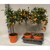 kumquat 20