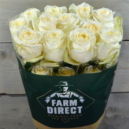 <h4>R Gr Candlelight</h4>