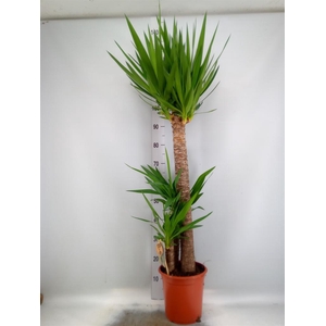Yucca   ...
