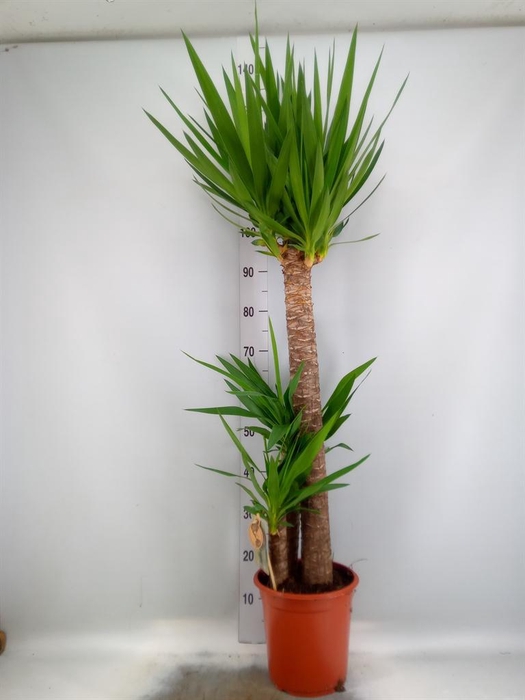 Yucca   ...