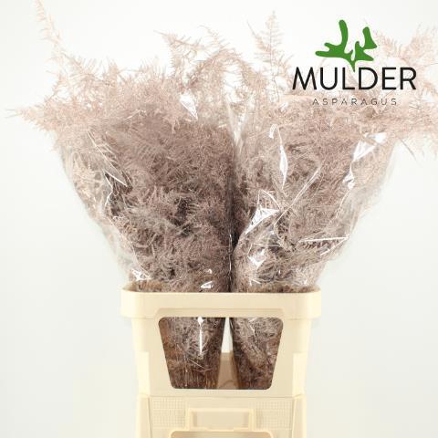 <h4>ASP OV KLB H%</h4>