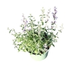 Nepeta Walkers Low